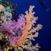 coral_soft_dae_ni_v_0355_egy2368.jpg